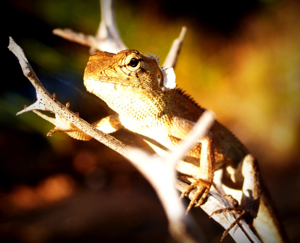 Animal Background Biology