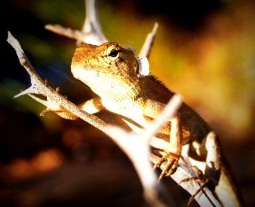 Animal Background Biology