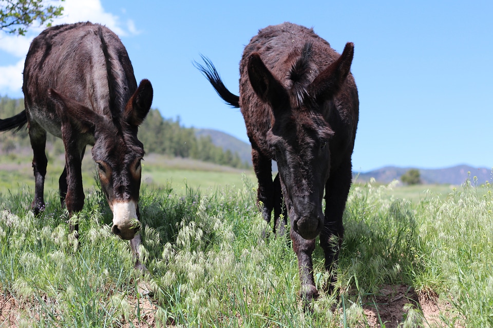 Nature pasture meadow