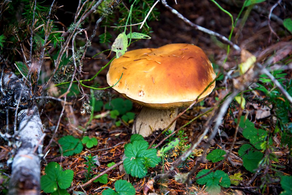 Boletus Close-up Fungus