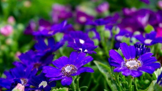 Beautiful Flowers Blooming