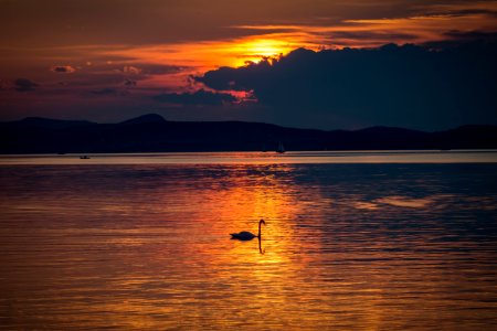 Silhouette Photo Of Swan In The Body Of Water During Golden Hour photo