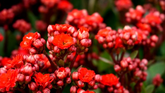 Beautiful Flowers Bloom