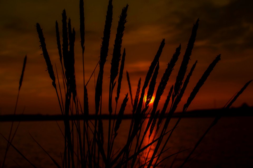 Black Grass
