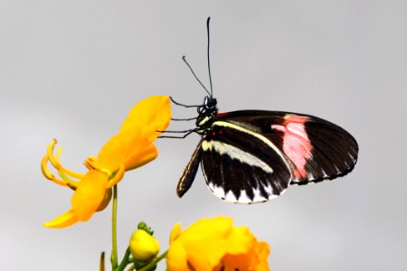 Black Pink And White Butterfly Perched On Yellow Flower Petal photo