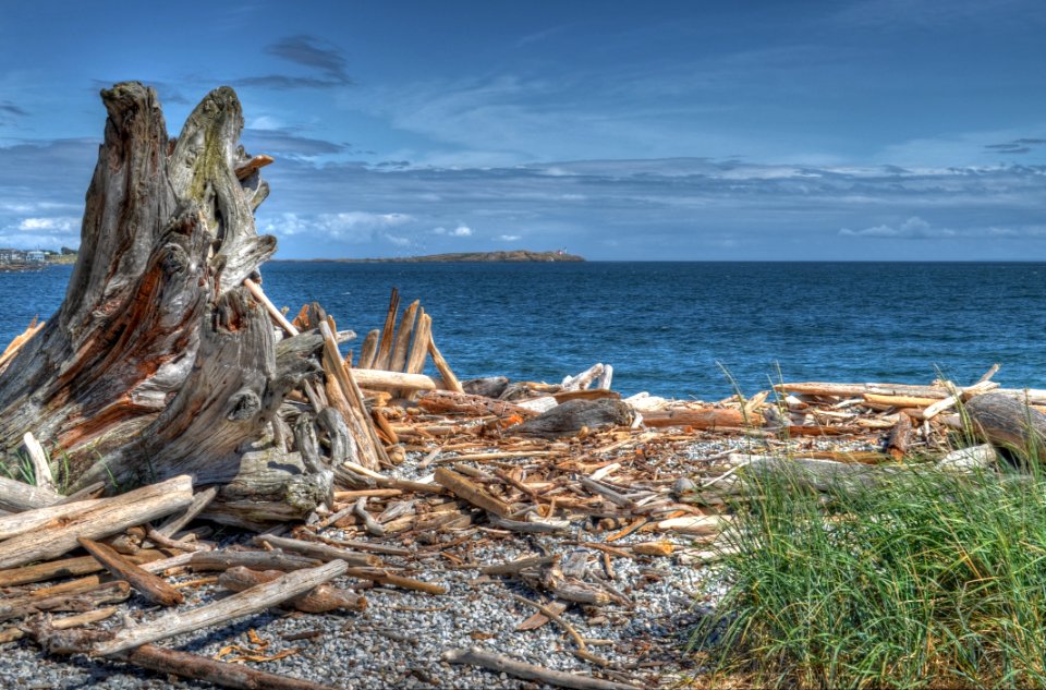 Brown And Gray Tree Near Body Of Water photo