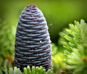 Close Up Photography Of Purple Tubular Plant During Daytime photo