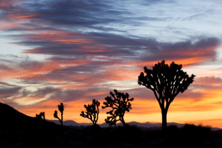 Trees During Sunset photo