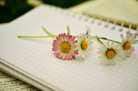 White And Pink Daisy Flower On A White Notebook photo