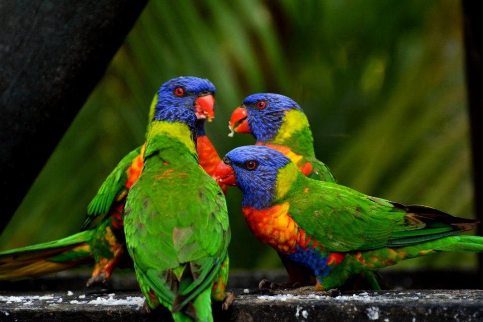 4 Lorikeet On Gray Cement