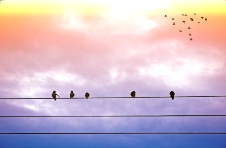 5 Black Feather Bird Standing On Electric Cable photo