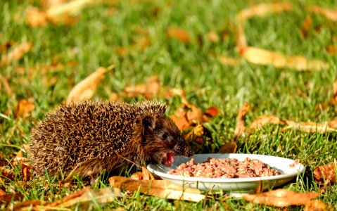 Brown Hedgehod About To Eat On White Ceramic Plate With Brown Dish On Green Grass Field photo