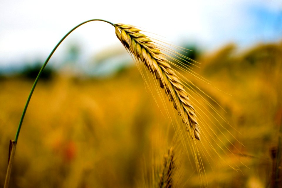 Close Up Photography Of Rye