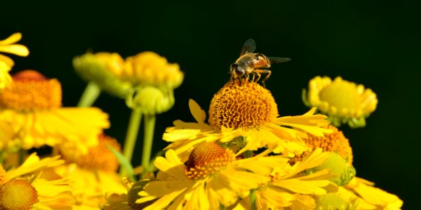 Yellow Honeybee On Yellow Petal Flower photo