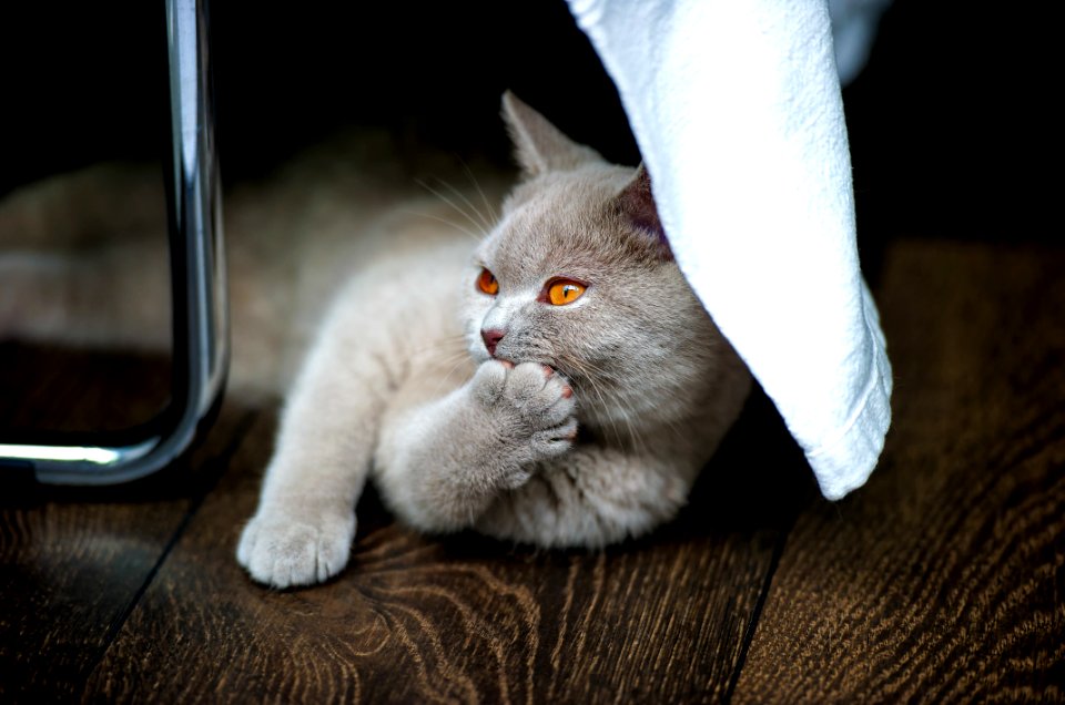 Grey Cat On Brown Textile Beside Stainless Steel Rod
