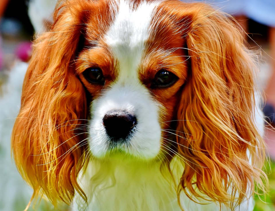 Tan And White Cavalier King Charles Spaniel
