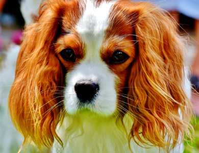 Tan And White Cavalier King Charles Spaniel photo