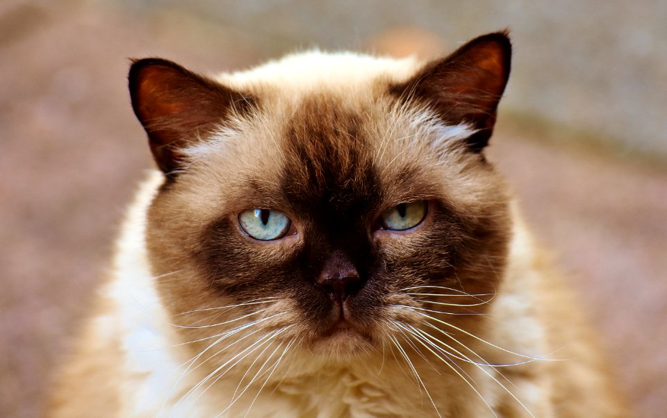 Close-up Photography Of Himalayan Cat photo