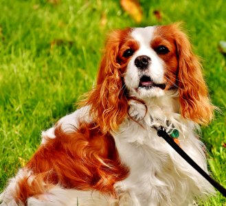 Red And White Cavalier King Charles Spaniel Lying On Green Grass During Daytime photo
