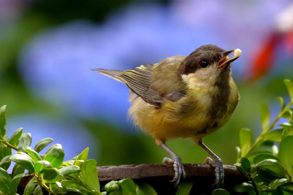 Yellow Brown Bird Perch On Tree