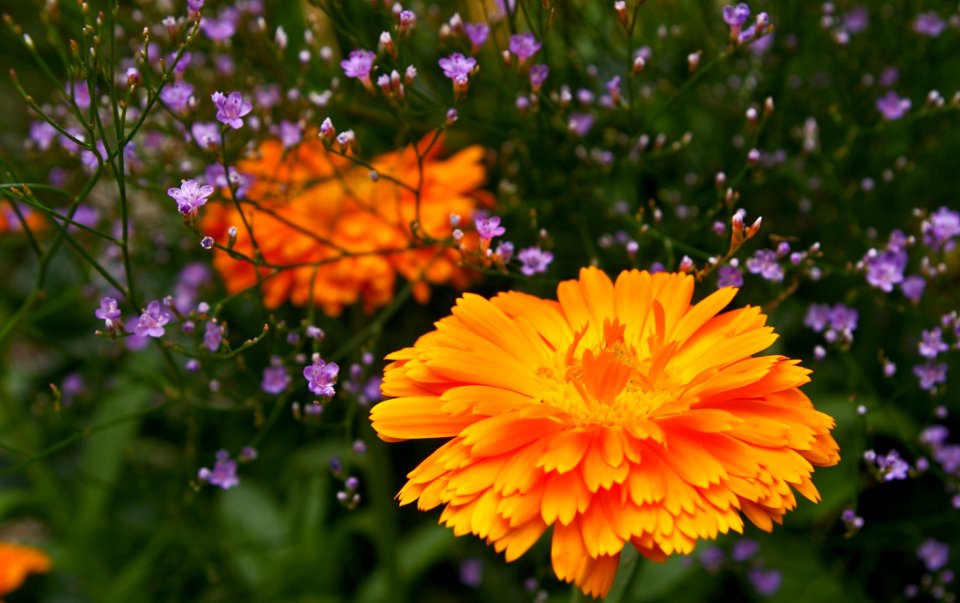 Orange Petaled Flower