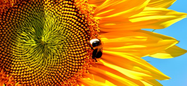 Bee Bloom Blossom