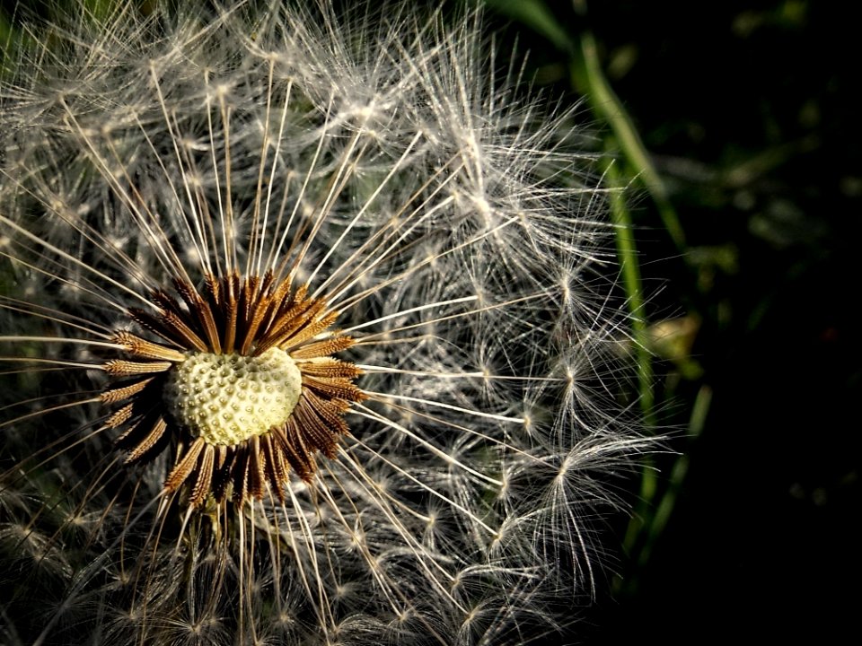 Brown And White Pollen