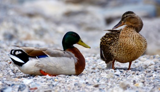 Mallard Duck And Brown Duck Standing On The Stone During Daytime photo