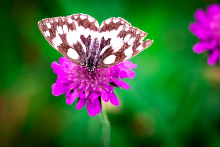 White Brown Butterfly Perched On Purple Flower photo