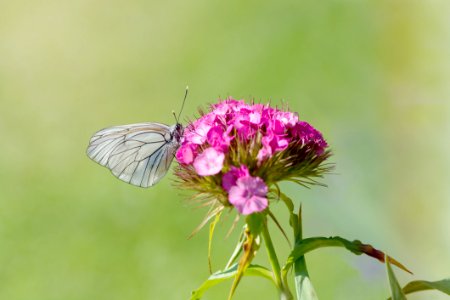 Grey Butterfly Perching On Purple Petal Flower photo