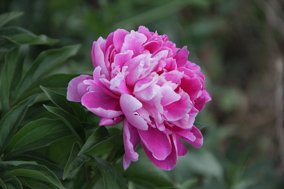 Nature pink peony green flower