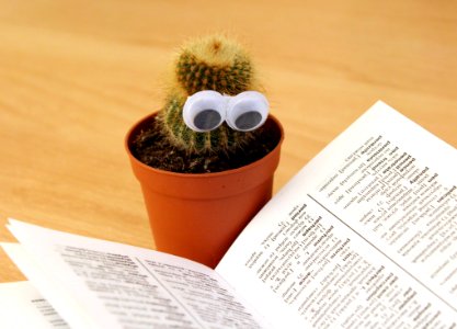 Green Cactus Beside White Book