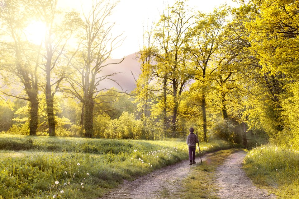Man Walking In The Forest