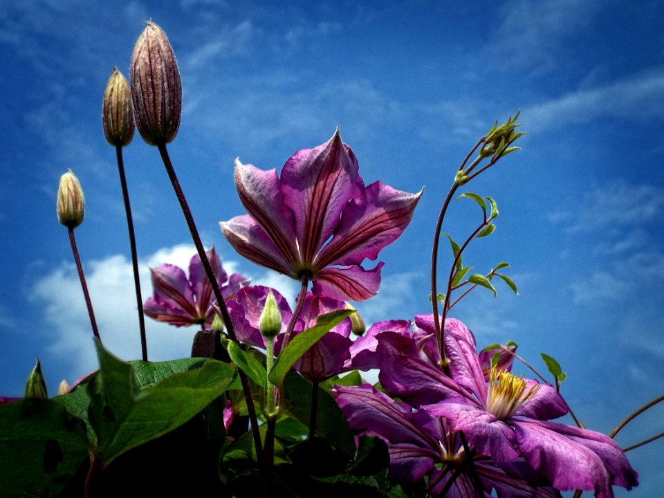 Purple Flowers Under Cloudy Sky In Worms Eye View Photography