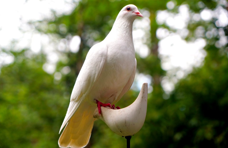White Dove On White Bird Figure Stand