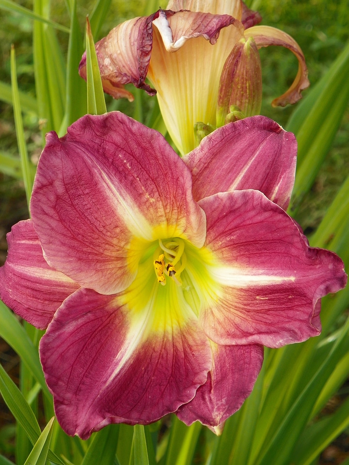 Pistil pollen colorful photo