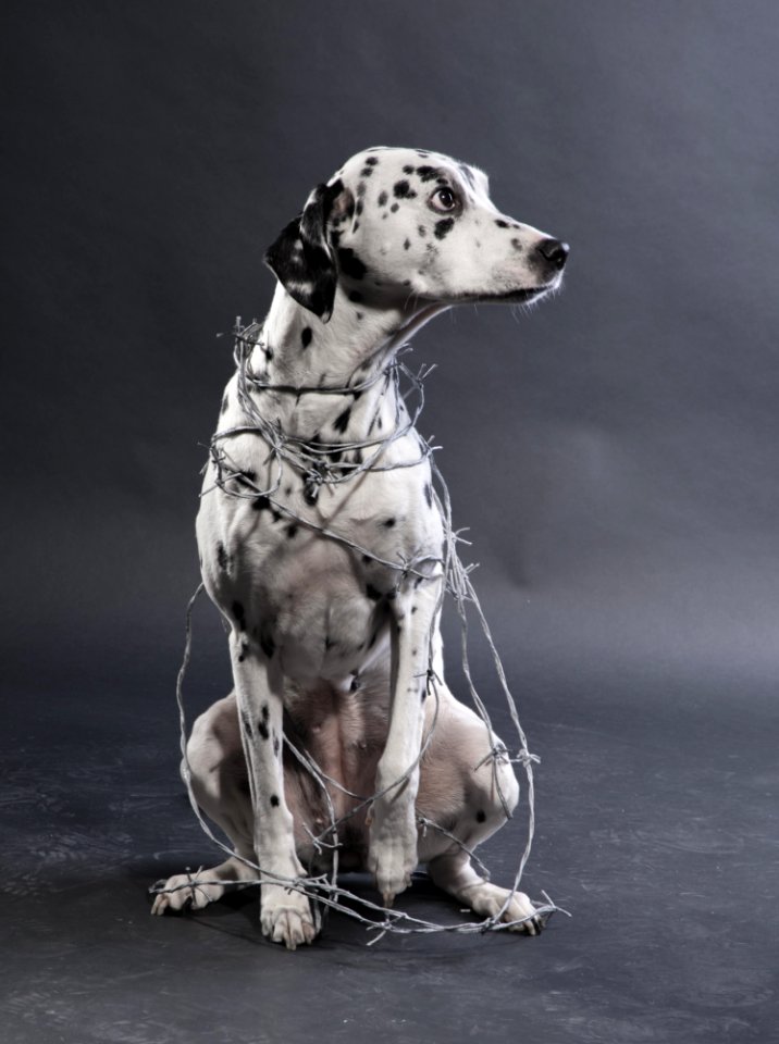 Dalmatian With Barbwire