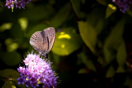 Grey Butterfly On Top Of Purple Flower photo