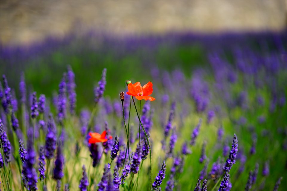 Orange Petal Flowers With Purple Grass During Daytime