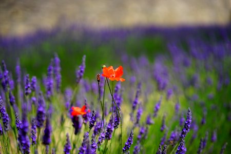 Orange Petal Flowers With Purple Grass During Daytime