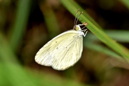 Shallow Focus Of White And Green Butterfly photo