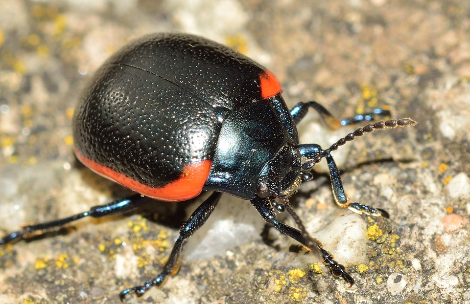 Insects beetles chrysolina rossia