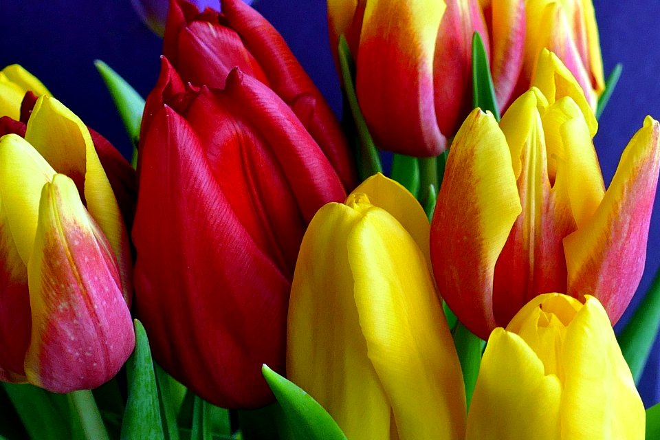 Bloom Blooming Blossom