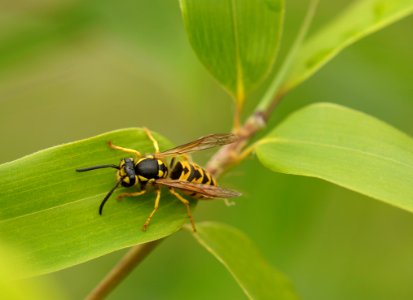 Close-up Insect Leaves