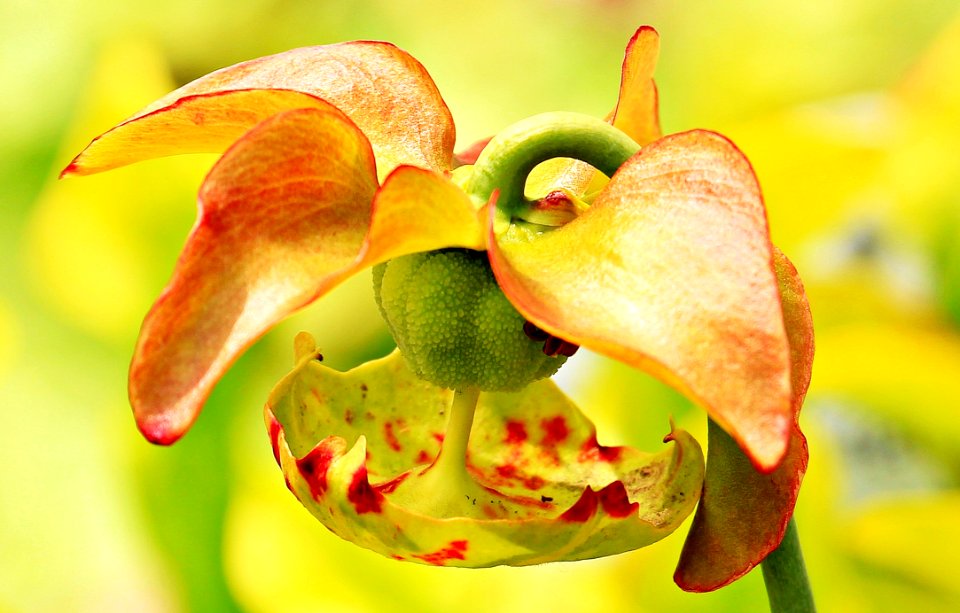 Macro Photography Of Orange And Green Flower