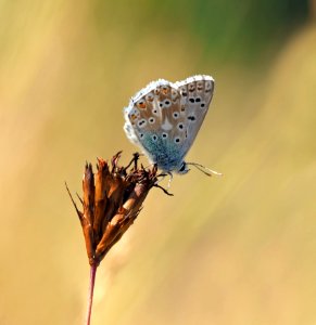 Brown Gray Butterfly On Brown Petaled Flower