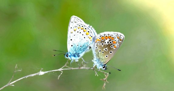 2 Butterfly On Plant Steam