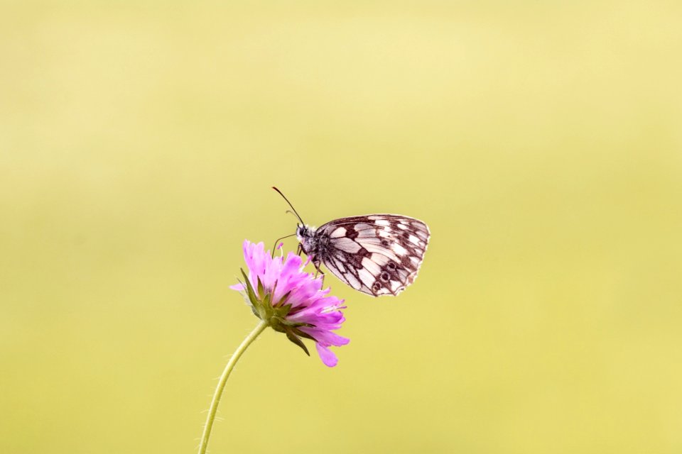 Brown Butterfly Perched On Pink Flower