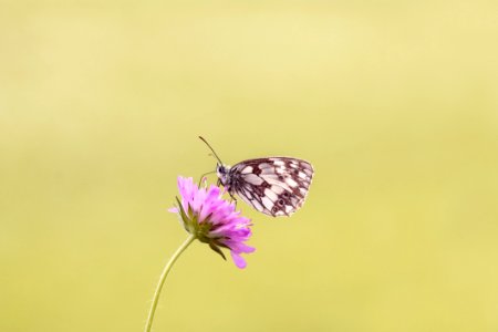 Brown Butterfly Perched On Pink Flower photo