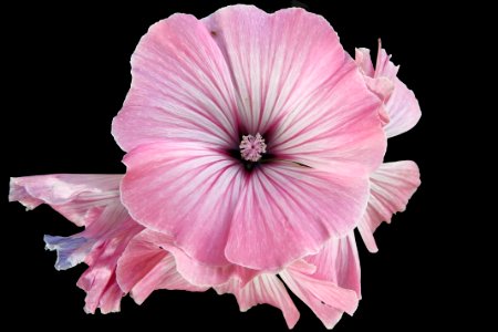 Pink Floral Flower photo